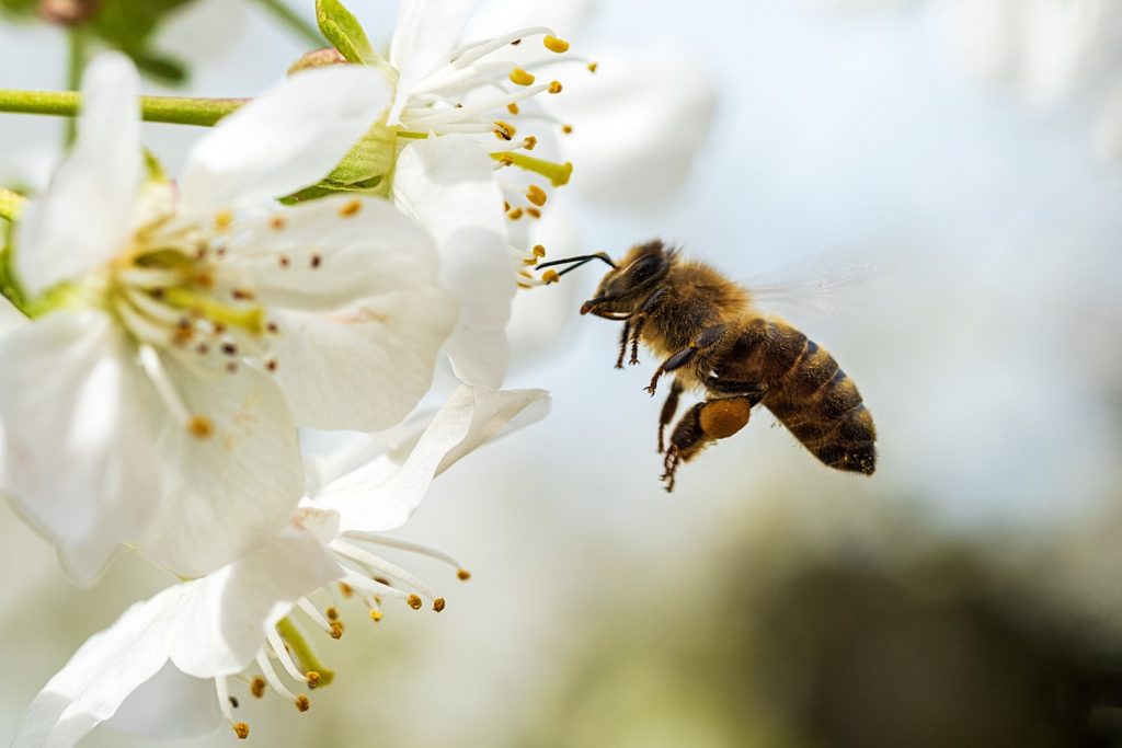 Naturfoto Biene im Anflug auf Blüte
