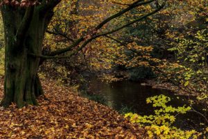 Naturfoto Herbstlaub am Bach im Wald