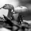 Naturfoto: Pilze im Wald