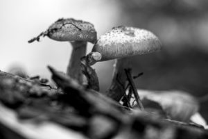 Naturfoto: Pilze im Wald