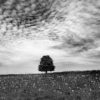 Landschaftsfoto sw | Baum im Vogelsberg