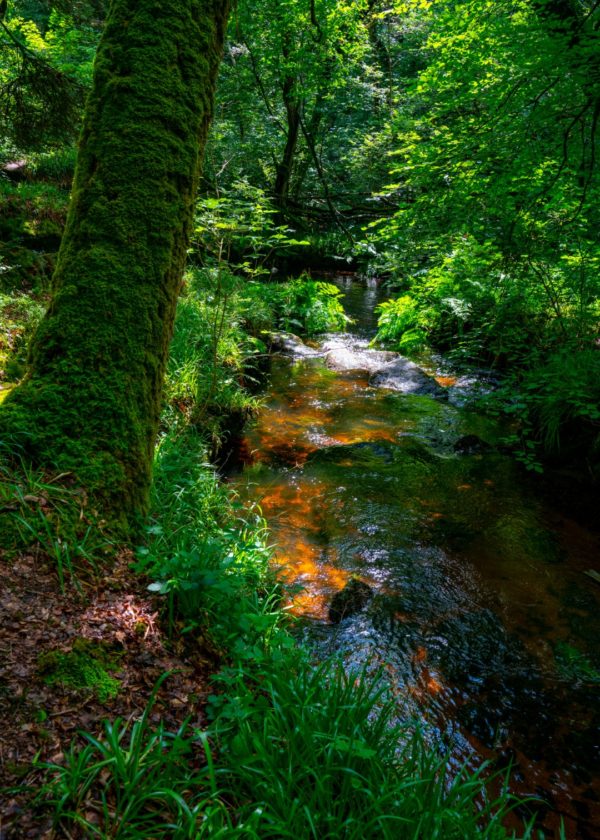 Naturfoto Wald & Bäume
