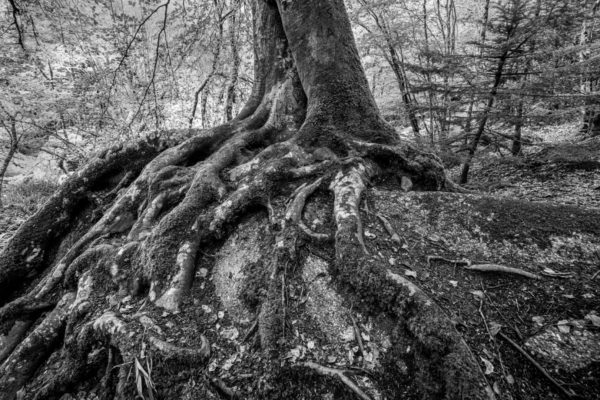 Naturfoto einer mächtigen Wurzel aus dem Wald Huelgoat