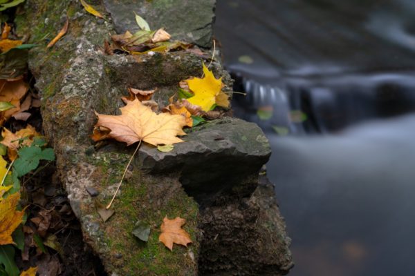 Naturfoto Herbstlaub am Bach im Wald