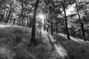 Landschaftsfoto / Naturfoto sw - Morgensonne im Wald