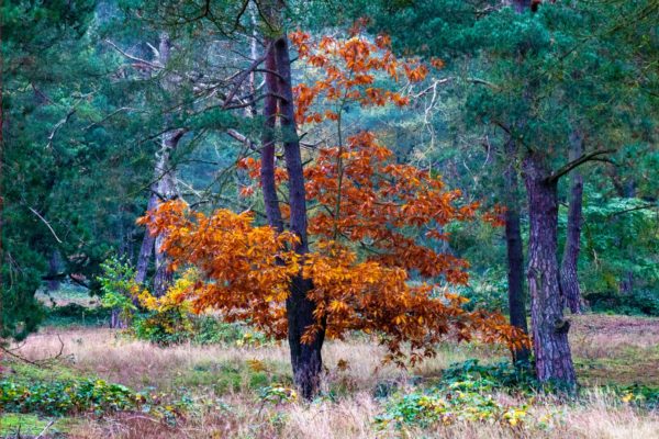 Naturfoto Leuchtender Baum im Wald