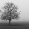 Landschaftsfoto in schwarz weiß | Nebelszene