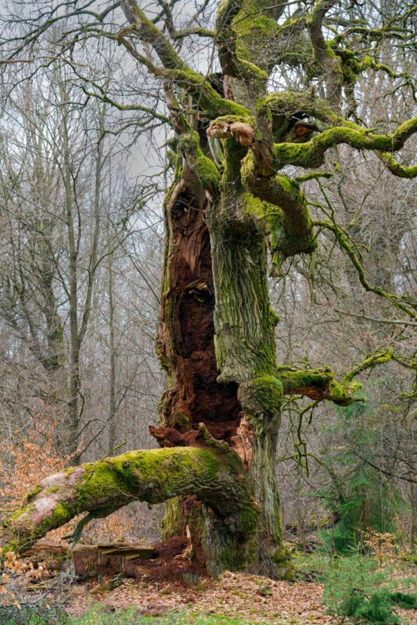 Naturfoto alter hohler Baum im Wald