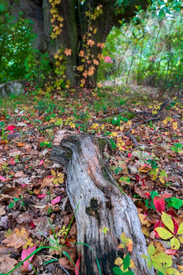 Naturfoto Baumstamm und buntes Herbstlaub im Wald