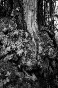 Naturfoto Mächtige-Kastanienbaumwurzel