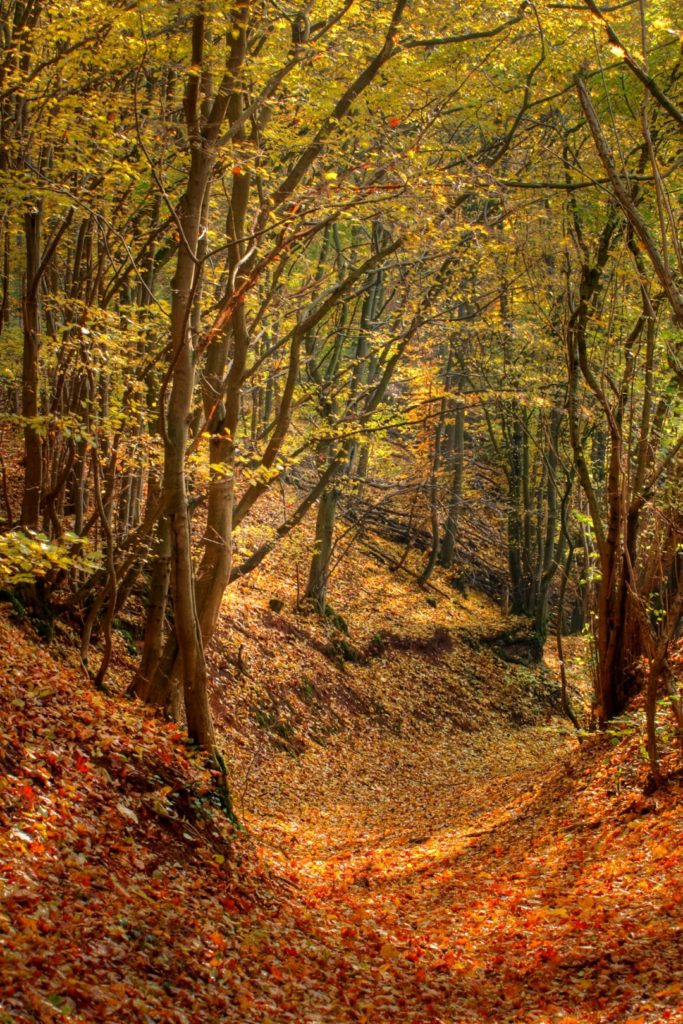 Naturfoto Wald & Bäume im Herbst