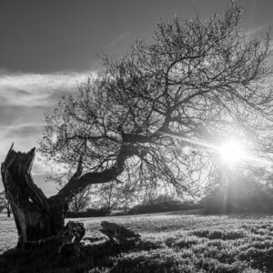 Bäume & Naturskulpturen