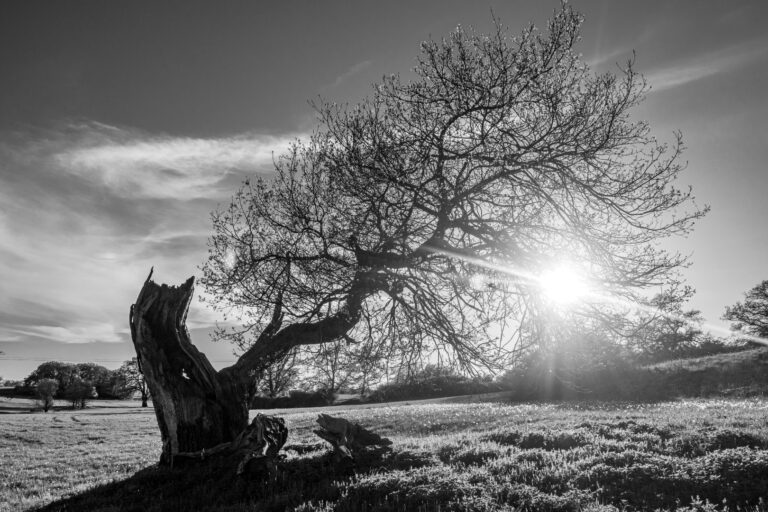 Bäume & Naturskulpturen