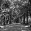 Landschaftsfoto in schwarz-weiß: Allee in Okriftel