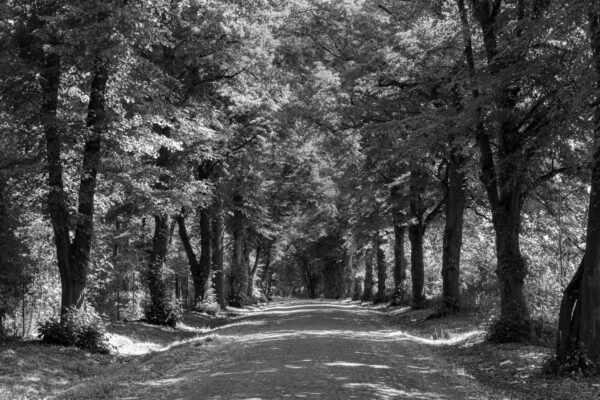 Landschaftsfoto in schwarz-weiß: Allee in Okriftel