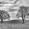 Landschaftsfoto / Naturfoto / Baumportrait