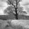 Landschaftsfoto / Naturfoto / Baumportrait