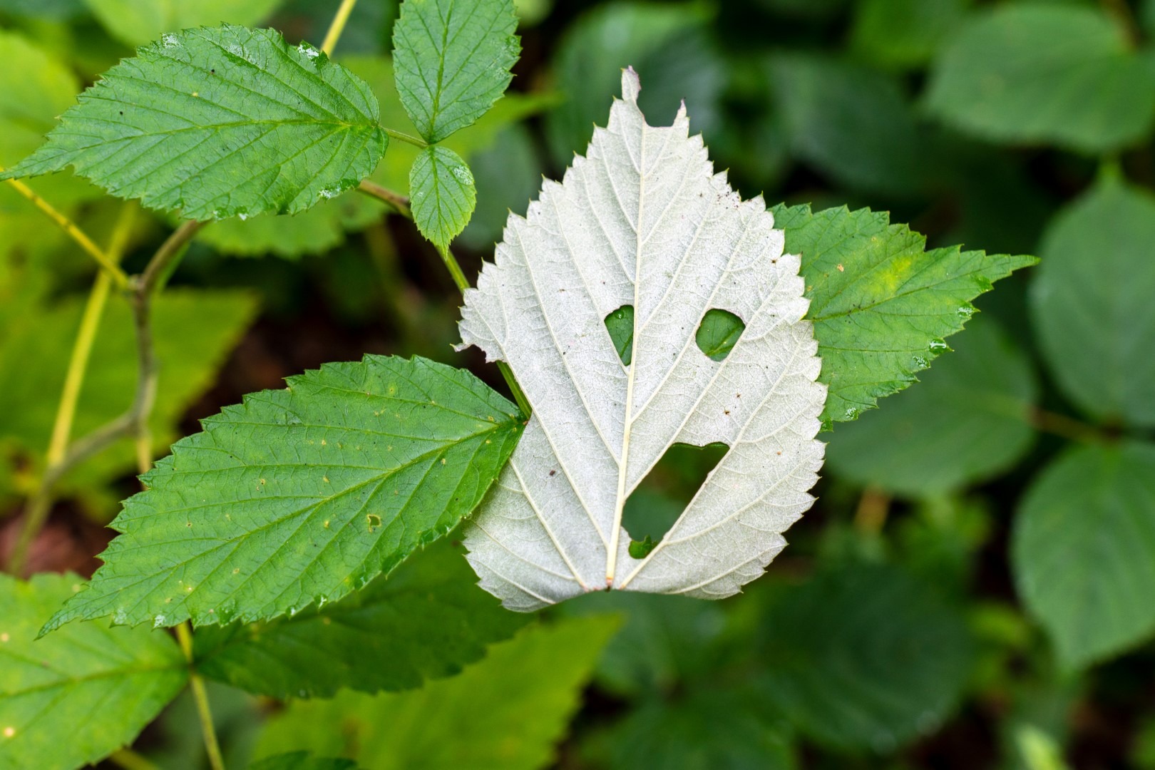 Landschaftsfoto / Naturfoto Blattgesicht