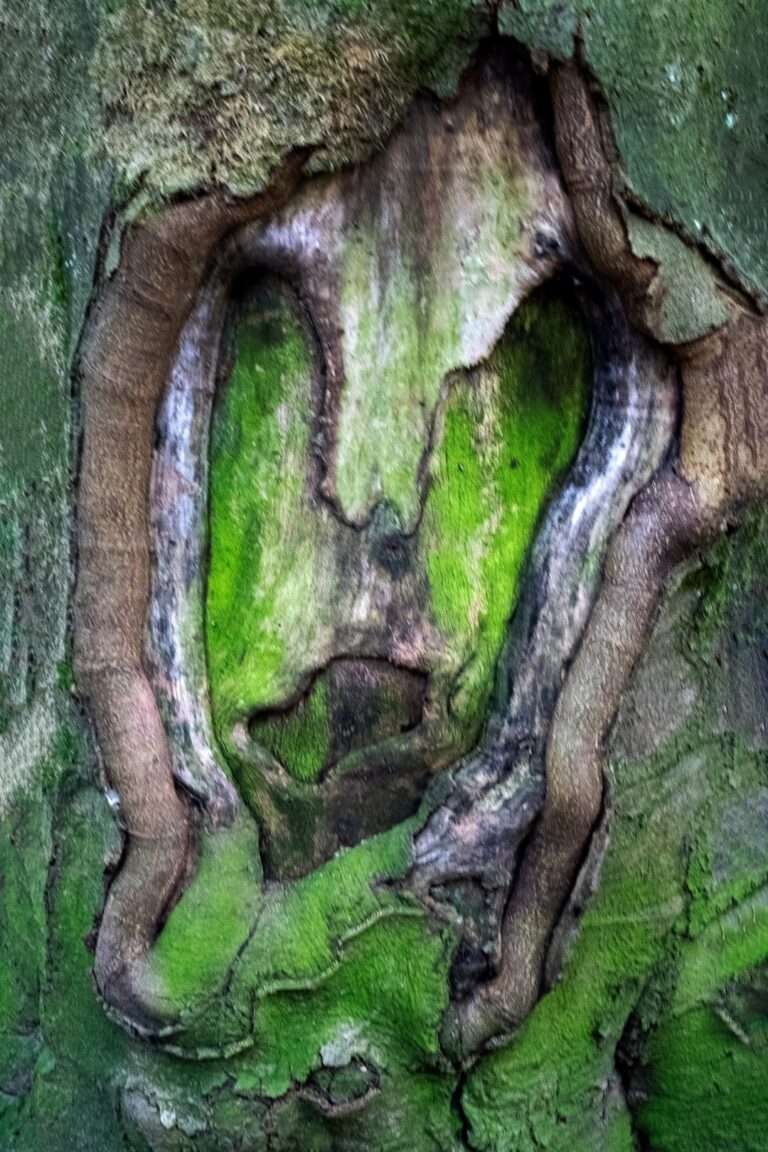 Naturfoto / Dyade / Baumgesicht