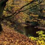 Landschaftsfoto / Waldfoto bunte Herbstwald am Schwarbach im Taunus