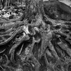 Landschaftsfoto / Waldfoto Mächtiges Wurzelwerk in schwarz-weiß