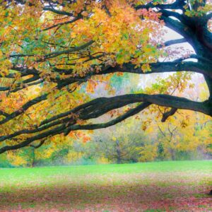 Landschaftsfoto / Waldfoto traumhafter Herbstbaum