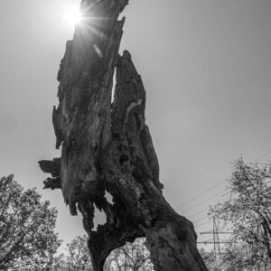 Landschaftsfoto schwarz-weiß | Baumskulptur in Frankfurt
