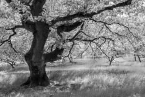 Landschaftsfoto / Waldfoto alte Eiche in den Schwanheimer Dünen
