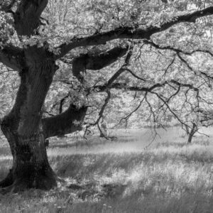 Landschaftsfoto / Waldfoto alte Eiche in den Schwanheimer Dünen