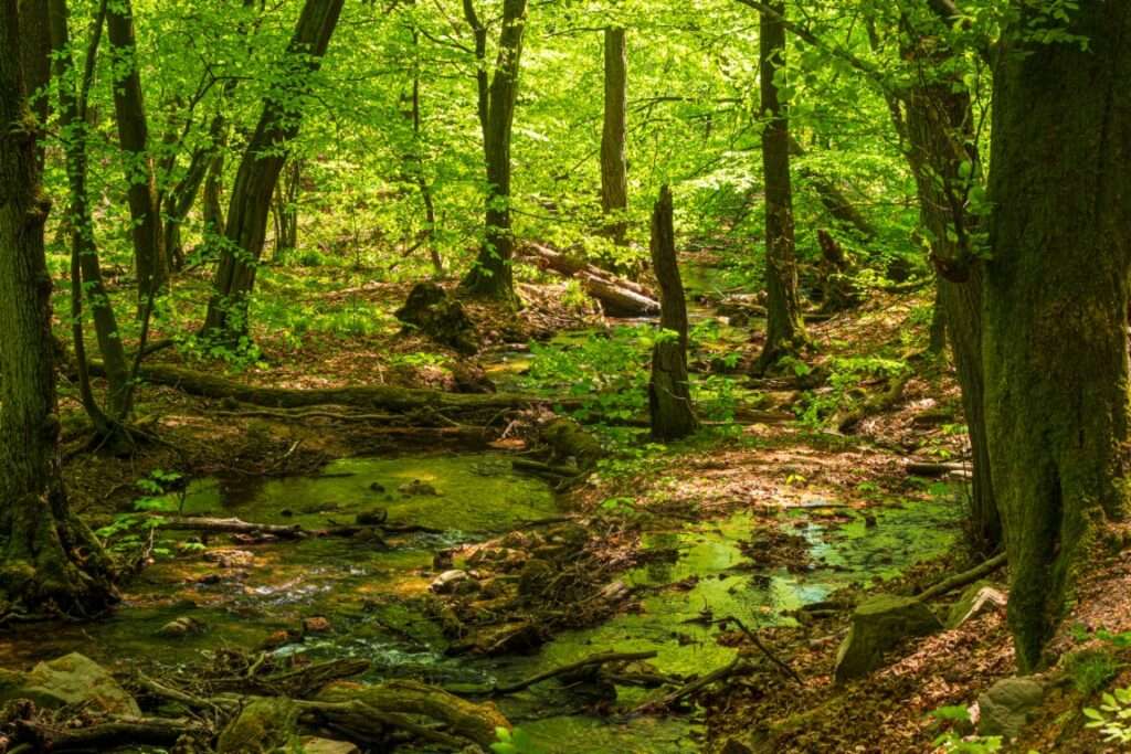 Wandbild - Landschaftsfoto / Waldfoto "Am Urselbach" in Oberursel