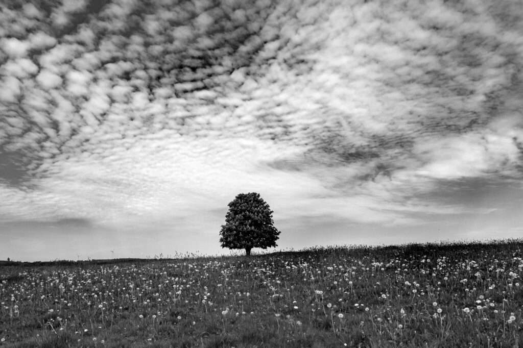 Landschaftsfoto schwarz-weiß | Baum in der Landschaft im Vogelsberg