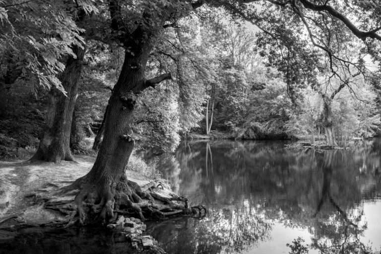 Landschaftsfoto schwarz-weiß | Niddasse in Frankfurt