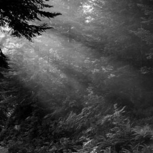 Landschaftsfoto / Waldfoto morgendliche Sonnenstrahlen am Donnersberg