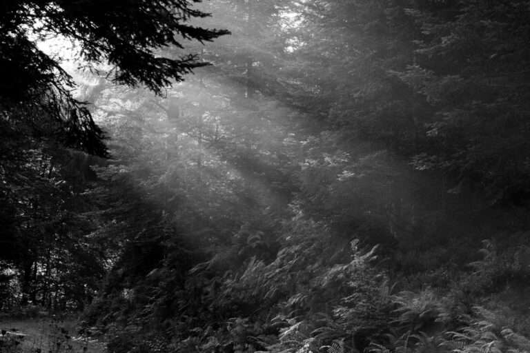 Landschaftsfoto / Waldfoto morgendliche Sonnenstrahlen am Donnersberg