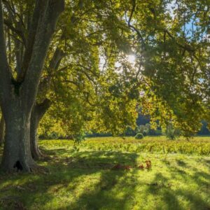 Wandbild - Platanen im Herbstlicht (Provence)