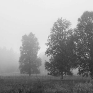 Landschaftsfoto schwarz-weiß | Bäume im Nebel