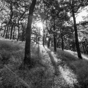 Landschaftsfoto / Waldfoto morgendliche Sonnenstrahlen im Spessart