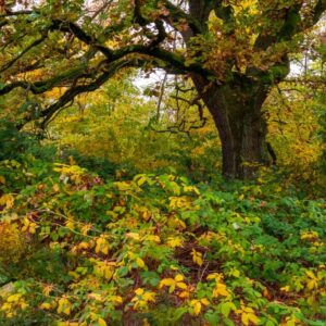 Waldfoto / Naturfoto unterm bunten Herbstbaum