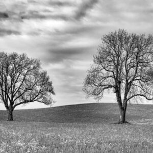 Landschaftsfoto schwarz-weiß | zwei Bäume im Allgäu auf dem Feld