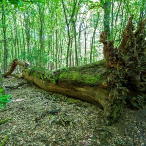 Waldfoto / Naturfoto Wurzelstern