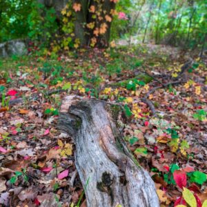 Landschaftsfoto / Waldfoto Baumstamm im bunten Herbstlaub