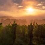 Foto Sonnenaufgang in den Weinbergen bei Disibodenberg