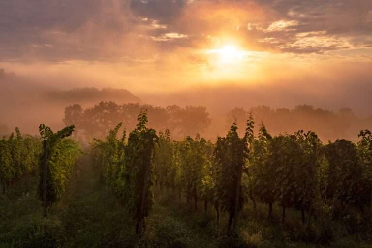 Foto Sonnenaufgang in den Weinbergen bei Disibodenberg