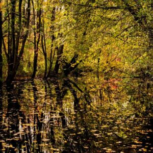 Wandbild - Landschaftsfoto / Waldfoto 