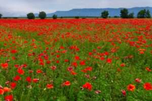 Landschaftsfoto Mohnfeld in der Provence