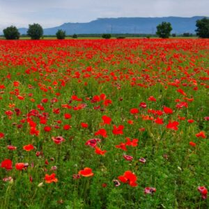 Landschaftsfoto Mohnfeld in der Provence
