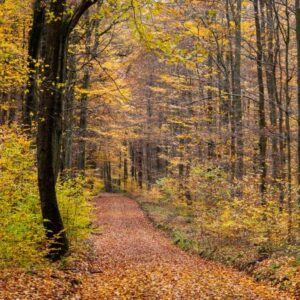 Landschaftsfoto / Waldfoto 