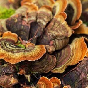 Waldfoto / Naturfoto bunter Waldpilz