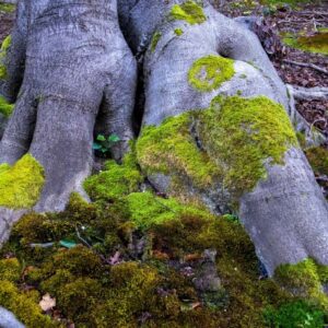 Landschaftsfoto / Waldfoto 