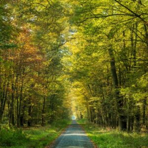 Landschaftsfoto / Waldfoto 